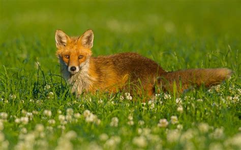 Cute Baby Fox Wallpaper 54 Images