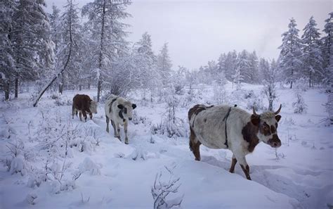 Pin en Oymyakon el pueblo más frío de la Tierra