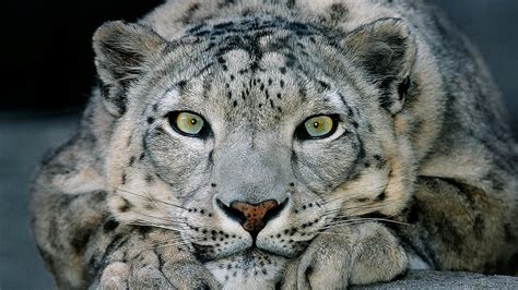 Ipsecuritas For Snow Leopard Filnglo
