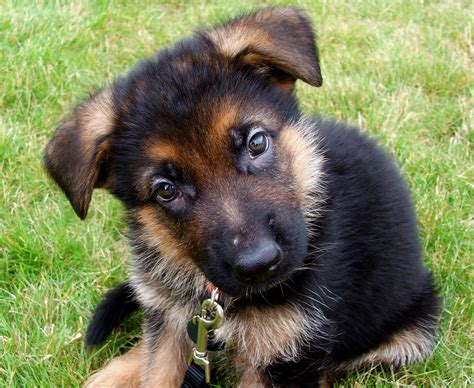 German Sheppard German Shepherd Breed Information Guide Facts And