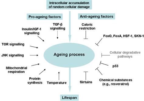 Cell Aging