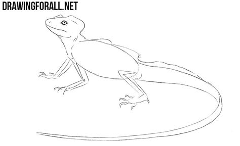 Https://wstravely.com/draw/how To Draw A Basilisk Lizard Step By Step