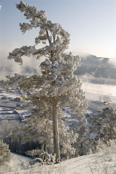 Snowy Winter Tree Stock Image Image Of Frost Scenery 25297579
