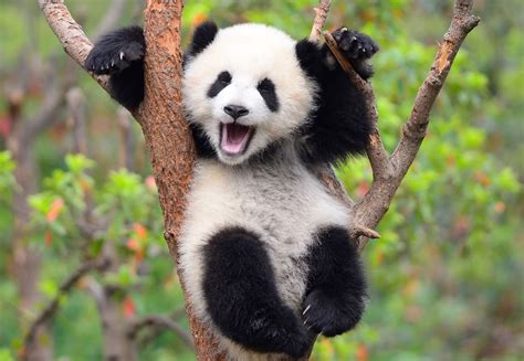 Psbattle Panda Cub In A Tree Photoshopbattles