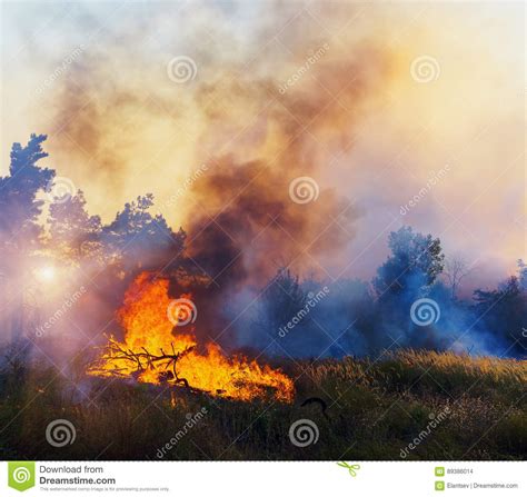 Wind Blowing On A Flaming Trees During A Forest Fire Stock Photo