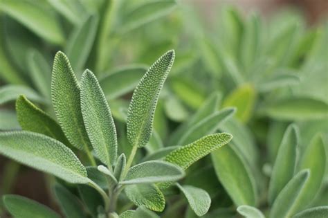 Name, herba, comment, alakadar, daun bijak, herba sage, herba bijaksana. Healthy Snacks Malaysia - Types Of Herbs You Can Grow In ...