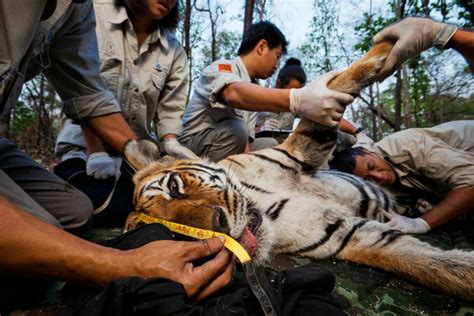 We Doubt The Governments Claim On Increased Tigers Heres Why