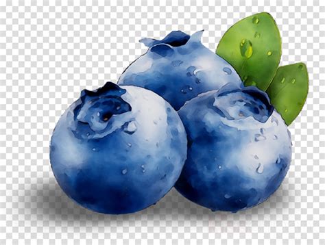 Download High Quality Blueberry Clipart Transparent Png Images Art