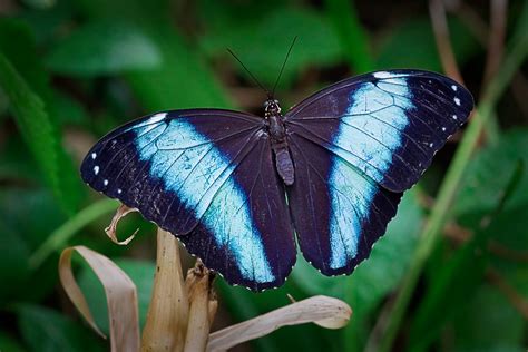 Scott Evers Photography Blue Morpho Butterflies