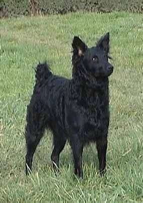 The croatian sheepdog (also known as the hrvatski ovcar) is a native breed that is descended from the dogs the croats brought with them when the settled the land. Croatian Sheepdog Dog Breed Information and Pictures