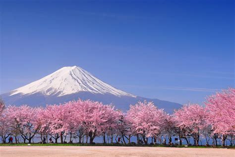 The Japanese Cherry Blossom Trees Tokio Life