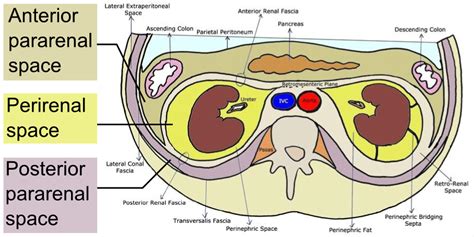 Retroperitoneal Cavity Anatomy