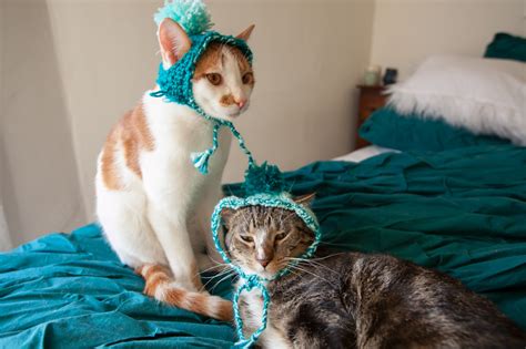 Maybe you would like to learn more about one of these? Knitting hats for my cats. · Cats Before Hats