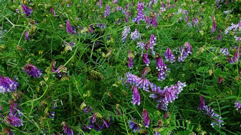 Hairy Vetch Nc State Extension
