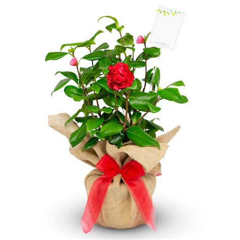 Each flower takes 4 new bills. 'Ruby Wedding' Anniversary Camellia Gift Plant - Willows ...