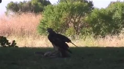 Eagle Vs Snake Fighting Animal Fighting Video Dailymotion