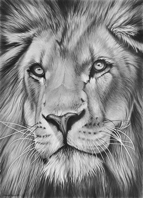 Imagenes De Leones Para Dibujar A Lapiz Faciles Find Gallery