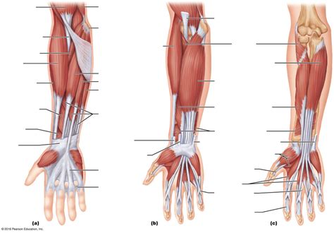 Lab 6 Muscles Of The Forearm Diagram Quizlet