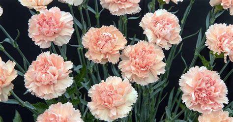 How To Grow And Care For Carnations Gardeners Path