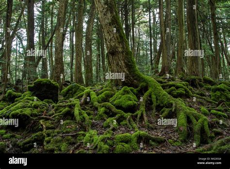 Aokigahara Forest Known As The Suicide Forest Near Mount Fuji In
