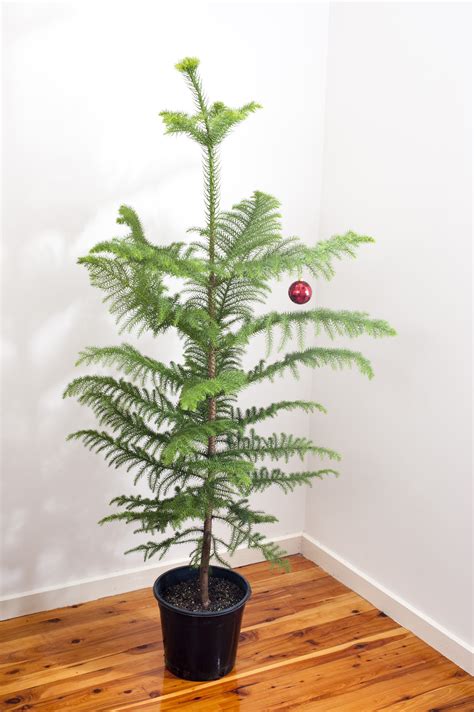 Photo Of Natural Norfolk Pine Christmas Tree Free Christmas Images