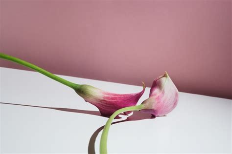 Premium Photo Two Pink Calla Lillies Zantedeschia Aethiopica