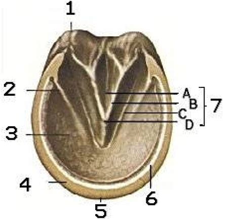 Horse Hoof Anatomy Diagram Quizlet