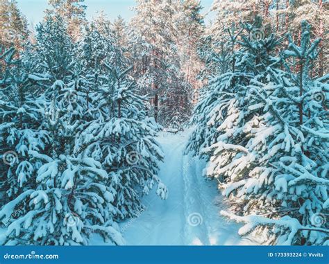 Pine Trees Covered With Snow Stock Photo Image Of Landscape Blue
