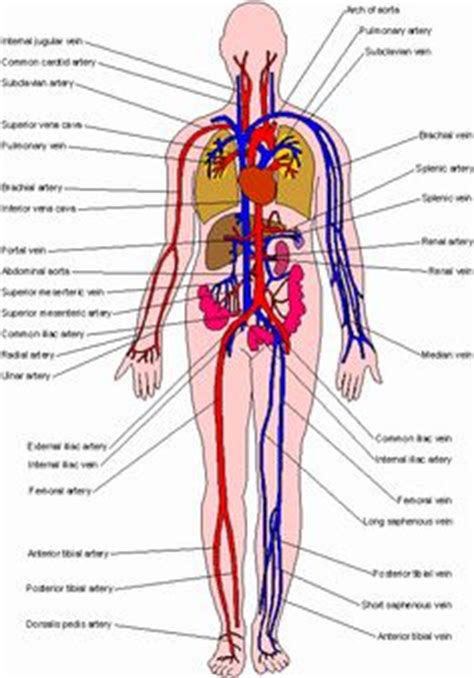 Twenty major arteries make a path through your tissues, where they branch into smaller vessels called arterioles. Principal systemic arteries. The arterial system carries ...
