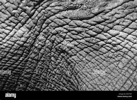 Elephant Skin Bandw Stock Photo Alamy