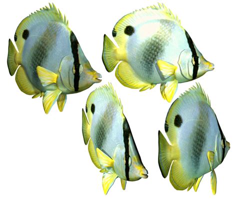 Poisson Png 3 Png All