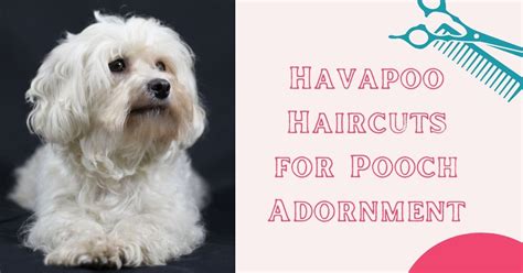 Havapoo Haircuts For Pooch Adornment Groomers Land