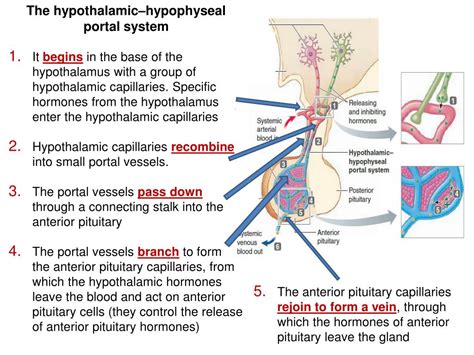ppt hypothalamus and pituitary powerpoint presentation free download id 1950939