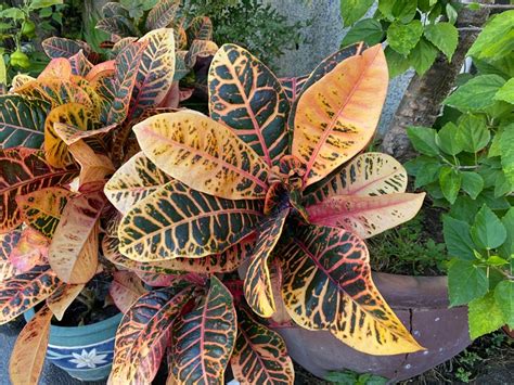 Croton Losing Color What Causes Croton Plants With Faded Leaves