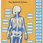 The Human Body Chart