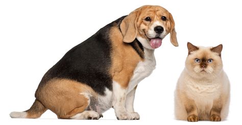 Pet Obesity The Growing Issue Of Overweight Pets