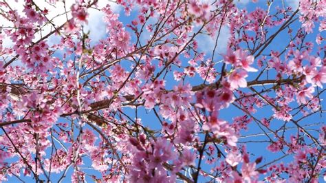 Premium Photo Beautiful Pink Cherry Blossoms Sakura With Refreshing