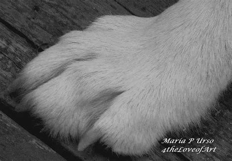 Young Wolf Paw Photograph By Maria Urso Fine Art America