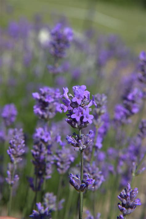 Bulk Buy Lavender Plants Lavender Plant