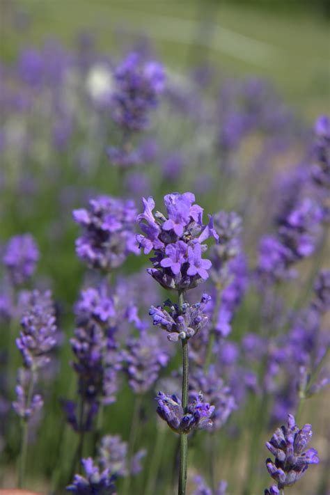 Check spelling or type a new query. Wholesale Lavender Plants - Fairweather's Nursery