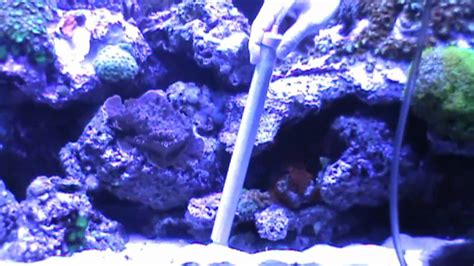 How To Clean A Reef Tank Youtube