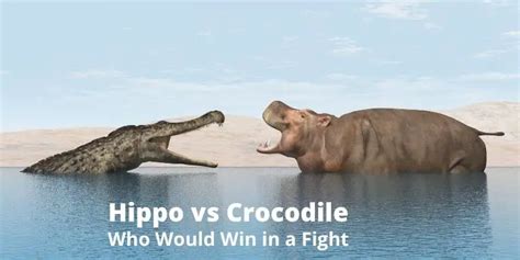 Hippo Vs Crocodile Who Would Win In A Fight 2022