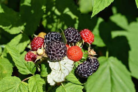 How To Plant Black Raspberry Bushes