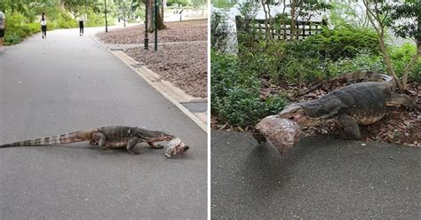 Huge collection, amazing choice, 100+ million high quality, affordable rf and rm images. Chonky monitor lizard casually strolls around Botanic ...