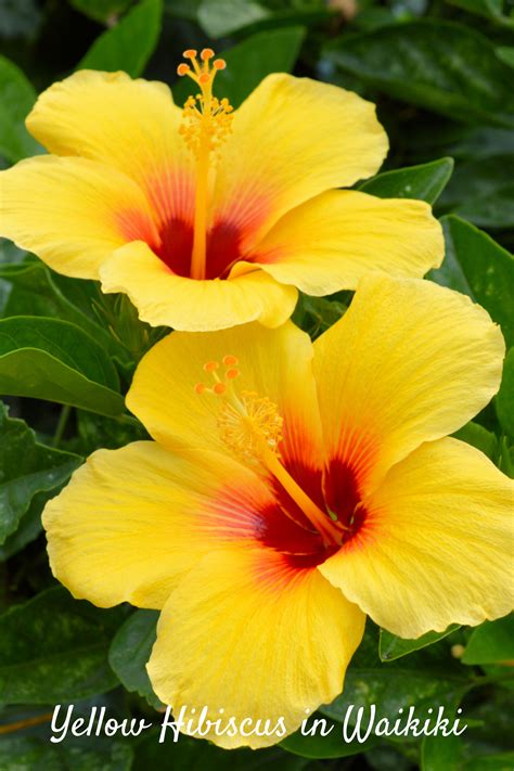 Waikiki Yellow Hibiscus Flowers Hawaii Flowers Yellow Hibiscus