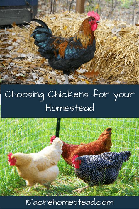 Choosing Chickens For Your Homestead 15 Acre Homestead