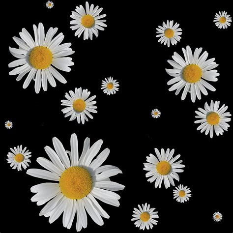 Daisy Flower Pictures Wallpaper Best Flower Site