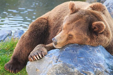 Royalty Free Sleeping Bear Pictures Images And Stock Photos Istock