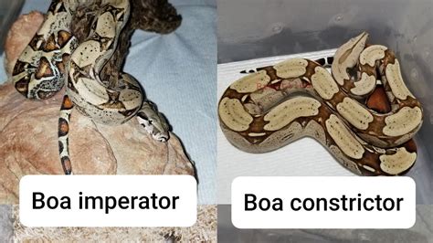 Anaconda Vs Boa Constrictor Auctionsbinger