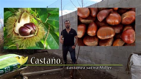 Cuántos años tarda en dar fruto el castaño TucuTuco